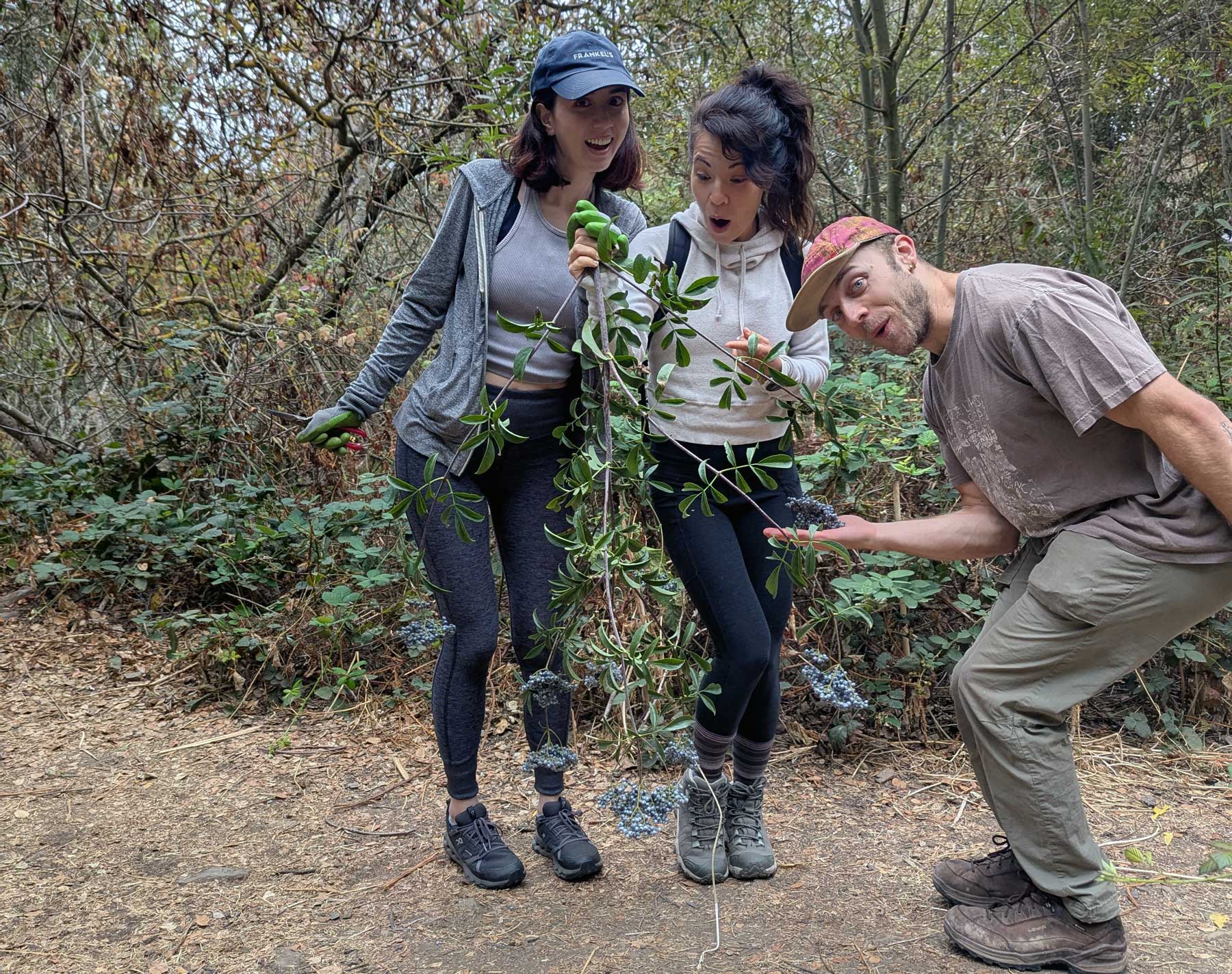 Protect Our Elders - Elderberry branch with berries
